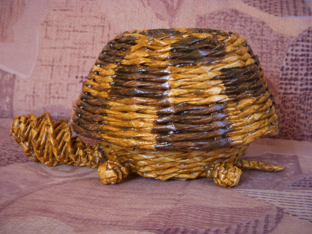 želva 008