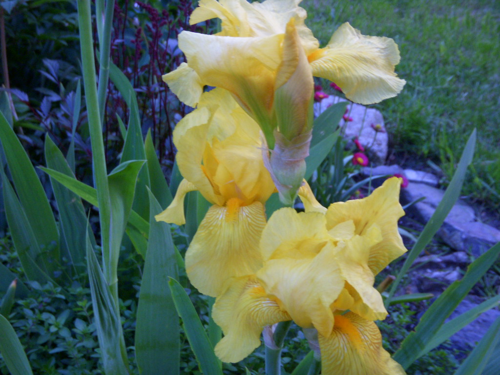 8.6.cesta od nem 017